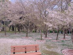 -顾村公园