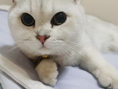-袖虎·猫馆(体育西路店)