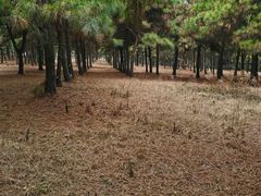 -东海森林温泉度假酒店