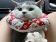 -灵美宠物诊所
