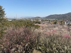 -香雪海