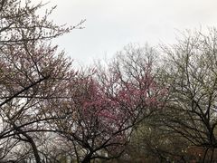 -杭州植物园