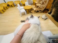 -有喵·猫咖·狗咖·30几只猫10只小狗(岗厦店)