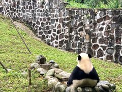 -都江堰中华大熊猫苑