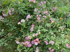 -白鹭湾湿地公园