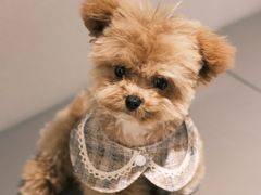 -帕帕拉兹宠物(亚洲旗舰店)