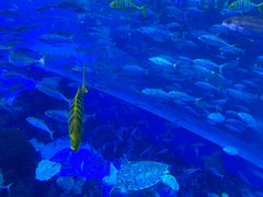 -成都浩海立方海洋公园