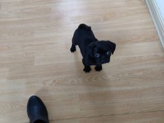 -宠颐生动物医院·心脏科·保险定点(锦阳分院)