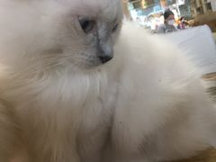 -藏猫猫咖啡主题馆(中央大道店)