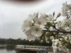 -新江湾城公园