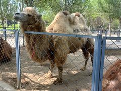 -长白岛森林公园