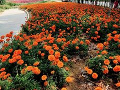 -松山湖梦幻百花洲