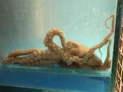 -东海章鱼馆(恒瑞街店)