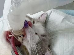 -美美宠物诊疗中心·异宠·骨科(滨江东信分院)