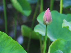 -莲池书院博物馆