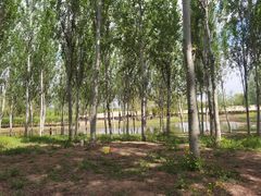 -东郊湿地公园