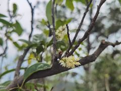 -羚羊峡古栈道森林公园