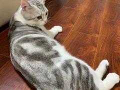 -翊宠yipet猫狗购宠庄园犬舍•猫舍