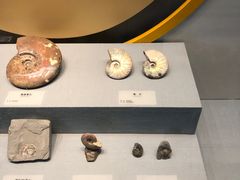 -湖南省地质博物馆