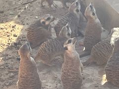 -石家庄市动物园