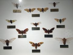 -上海昆虫博物馆