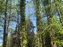 -上海共青森林公园