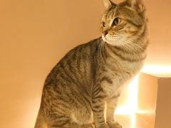 -猫儿山۰猫主题餐厅