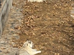 -石家庄市动物园