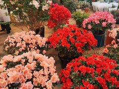-双季花艺园艺市场(浦东店)