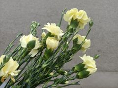 -三圣花乡旅游区