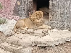 -大连森林动物园