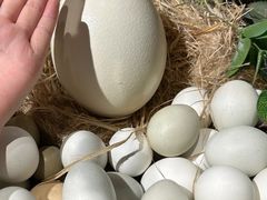 -可爱的新疆·丝路宴(盛达广场店)