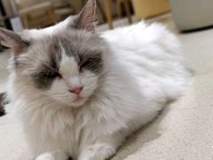 -藏猫猫咖啡主题馆(中央大道店)