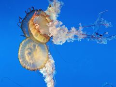 -太平洋海底世界