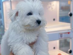 -翊宠yipet猫狗购宠庄园犬舍•猫舍