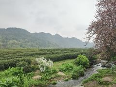-中国茶叶博物馆(双峰馆区)