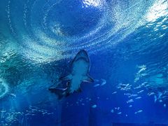 -海合安武汉极地海洋公园