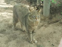 -青藏高原野生动物园