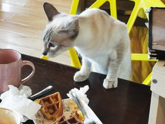 -Cappucimeow猫咪咖啡馆(韦伯时代店)