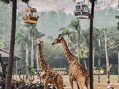 -广州长隆野生动物世界