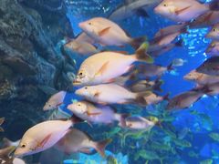 -太平洋海底世界