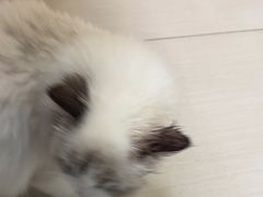 -全心全意连锁动物医院·微创中心·内科急重症·心脏专科(丰管路店)