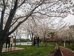 -高东镇樱花园