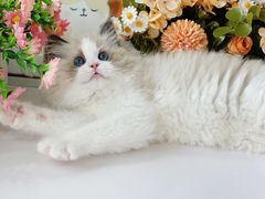 -小猫来了·猫舍(红山六九七九店)