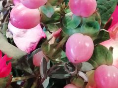 -万商花鸟市场