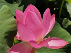 -莲花池公园
