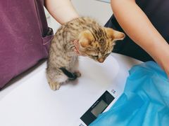 -中农国际动物医院24小时·猫科·骨科·急重症中心