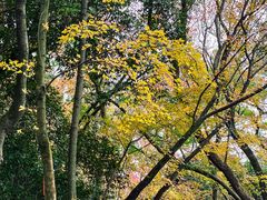 -岳麓山风景名胜区