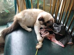 -喵喵咪呀布偶猫咖(春熙路店)