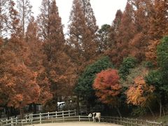 -神户市立六甲山牧场
